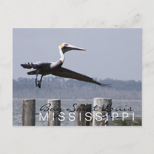 postal "pelican on the bay" (Anverso)