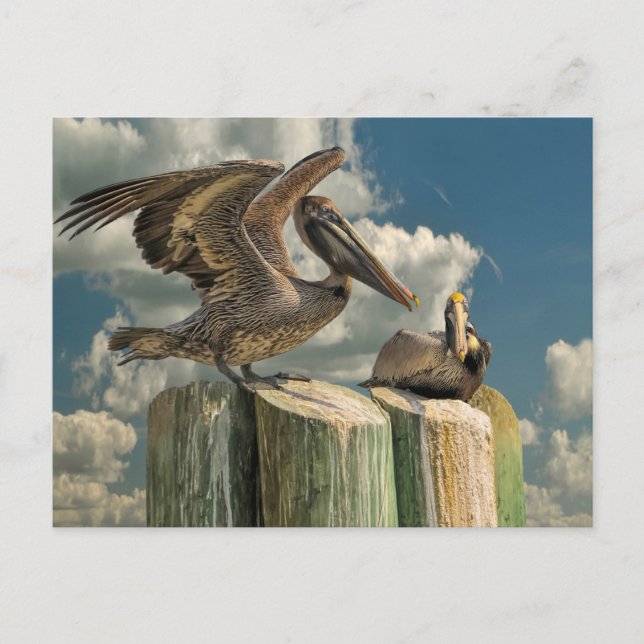 Postal Pelican Parodies Florida Wildlife (Anverso)