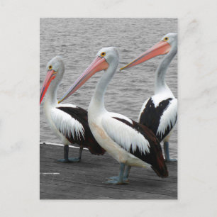 Postal Pelican Sea Bird Minimalista Color Pop Photography