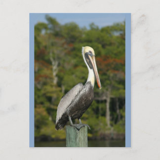 Postal Pelican sobre el azul