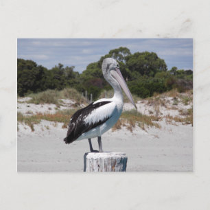 Postal Pelican Standing on Post en Sandy Beach