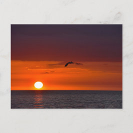 Postal Pelican volando al atardecer en Florida