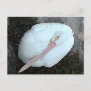 Postal Pelícano