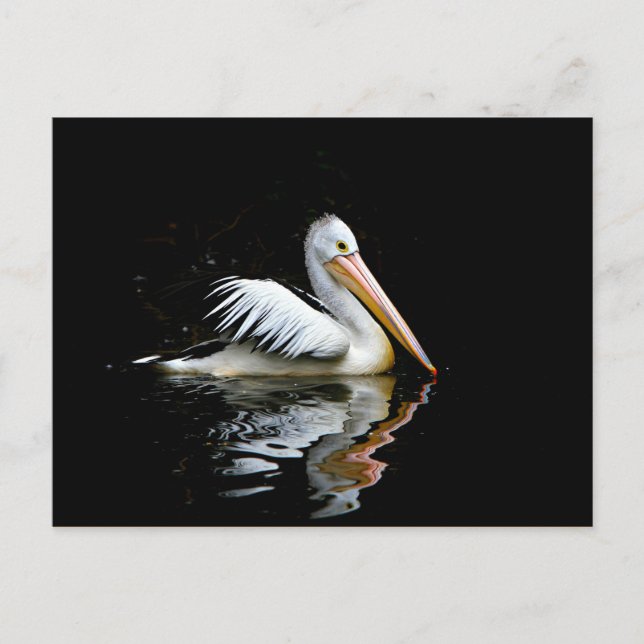 Postal Pelícano (Anverso)