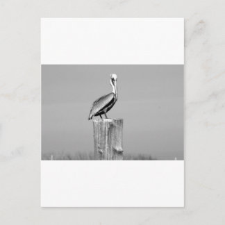 Postal pelícano