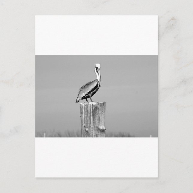 Postal pelícano (Anverso)