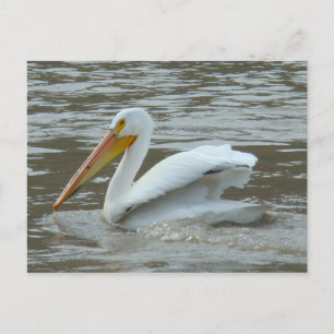 Postal Pelícano blanco B14 en el río fangoso