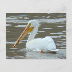 Postal Pelícano blanco B15 en agua fangosa
