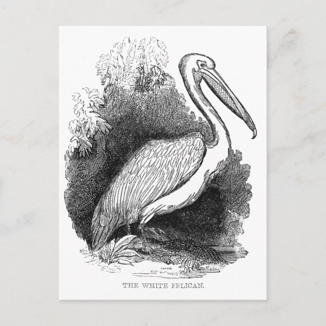 Postal Pelícano Blanco Vintage (Anverso)