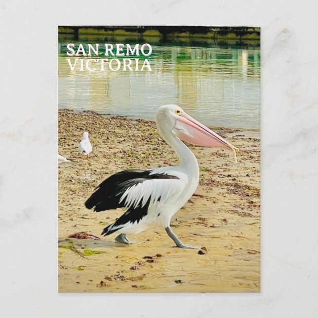 Postal Pelícano de San Remo, Isla Phillip, Victoria (Anverso)
