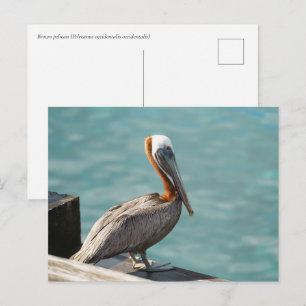 Postal Pelícano Pardo Martinica Vida Silvestre del Caribe