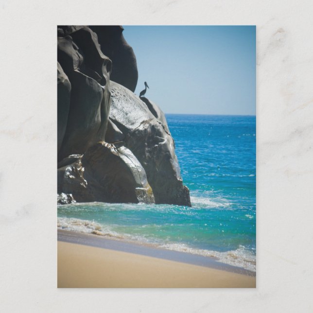 Postal Pelícano Pensivo (Anverso)