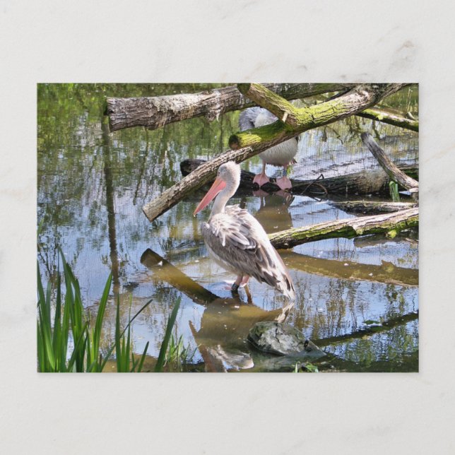 POSTAL PELICANOS (Anverso)