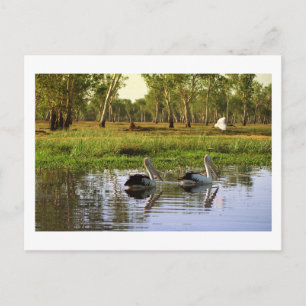 Postal Pelícanos australianos, Parque Nacional Kakadu, NT