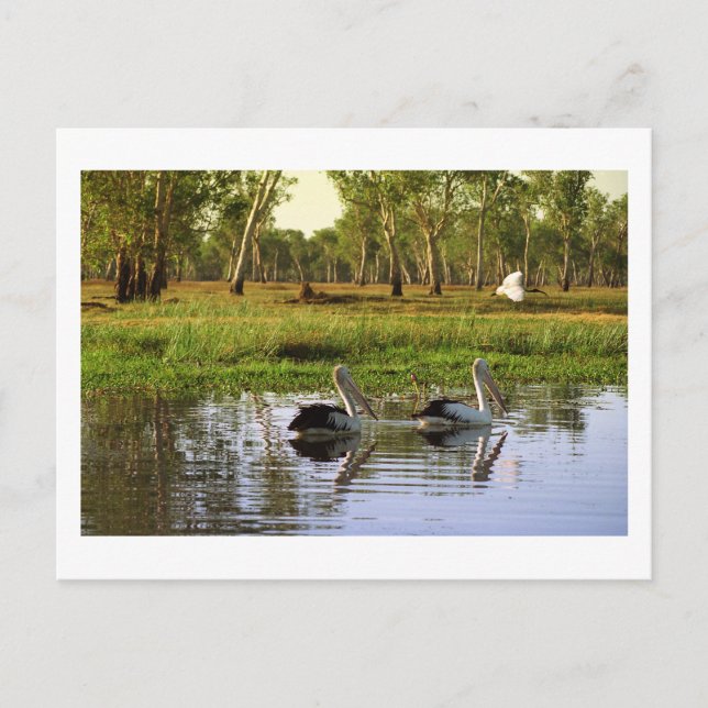 Postal Pelícanos australianos, Parque Nacional Kakadu, NT (Anverso)