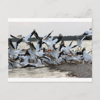 Postal Pelícanos blancos
