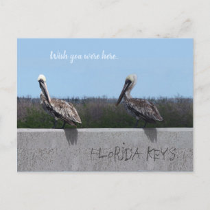 Postal Pelícanos (con texto de personalizable)
