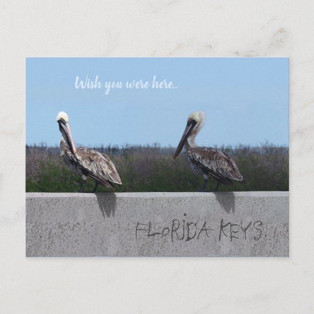 Postal Pelícanos (con texto de personalizable) (Anverso)
