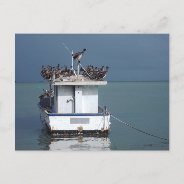 Postal Pelícanos en el embarcadero, San Fernando, Trinida (Anverso)