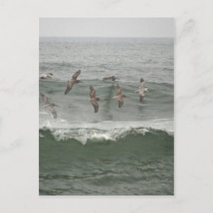 Postal Pelícanos marrones y el surf de Oregón