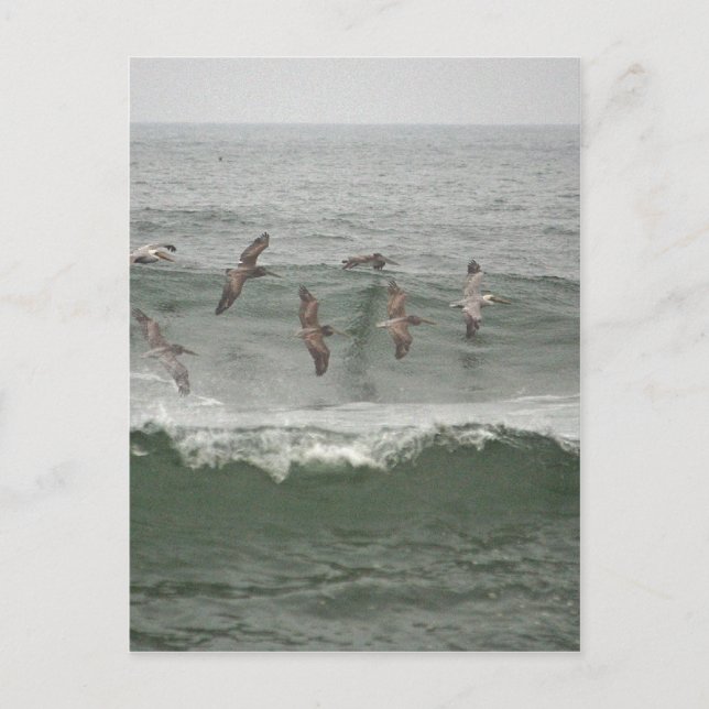 Postal Pelícanos marrones y el surf de Oregón (Anverso)