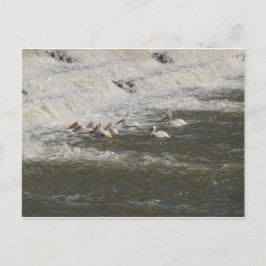 Postal Pelícanos Pescando por debajo del vertedero