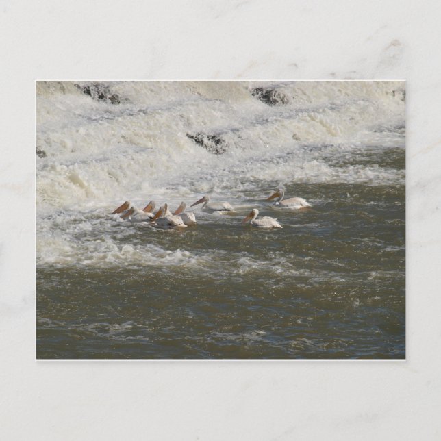 Postal Pelícanos Pescando por debajo del vertedero (Anverso)