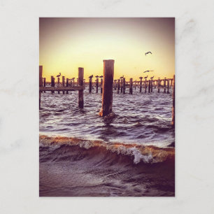 Postal Pelícanos sobre la bahía al atardecer