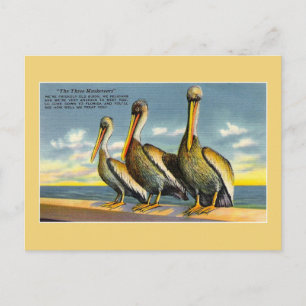 Postal Pelícanos vintage de tres mosqueteros de Florida