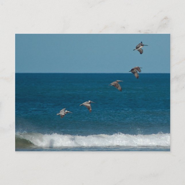 Postal Pelícanos volando en formación, Costa Rica (Anverso)