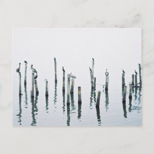 Postal Pelícanos y aves marinas con reflexión