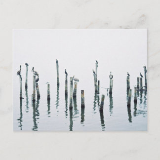 Postal Pelícanos y aves marinas con reflexión