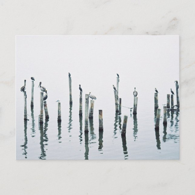 Postal Pelícanos y aves marinas con reflexión (Anverso)