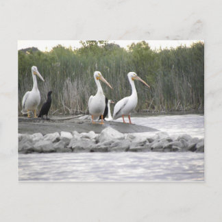 Postal Pelícanos y cormoranes