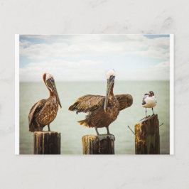 Postal Pelícanos y Gaviota