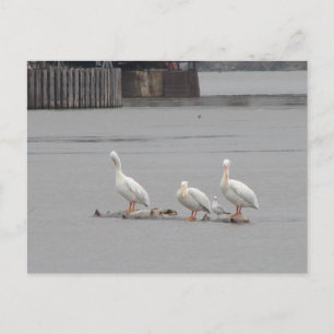 Postal Pelícanos y una gaviota también
