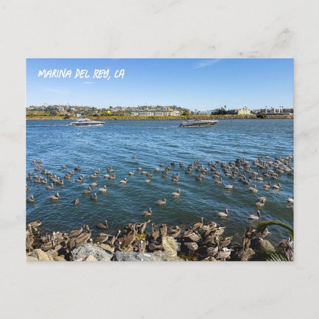 Postal Pelicans Bask In Channel - Marina Del Rey, CA (Anverso)