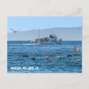 Postal Pelicans Basking - Marina Del Rey, CA