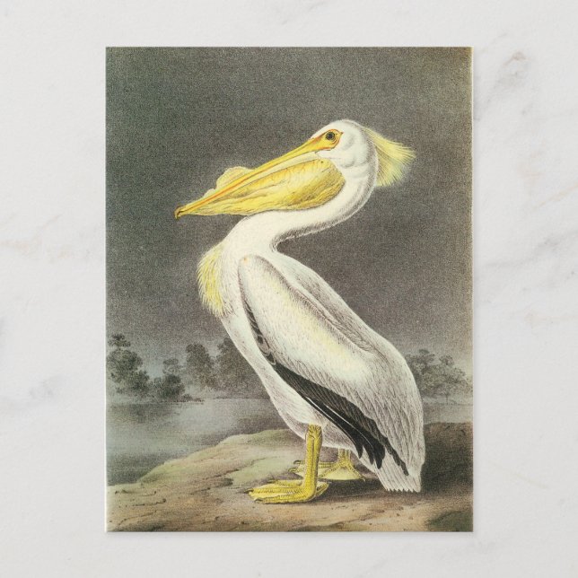 Postal Película blanca estadounidense (Anverso)