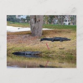 Postal Peligro del lagarto en el campo de golf