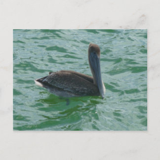 Postal Pelikan Pelikane Postkarte