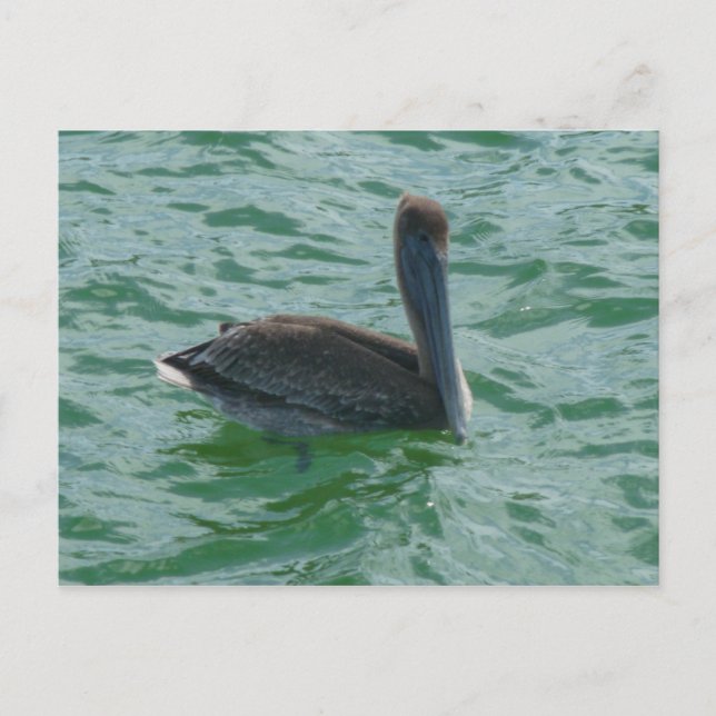 Postal Pelikan Pelikane Postkarte (Anverso)