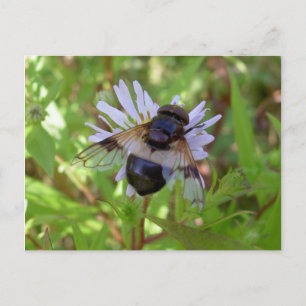 Postal Pellucens de Hoverfly - de Volucella