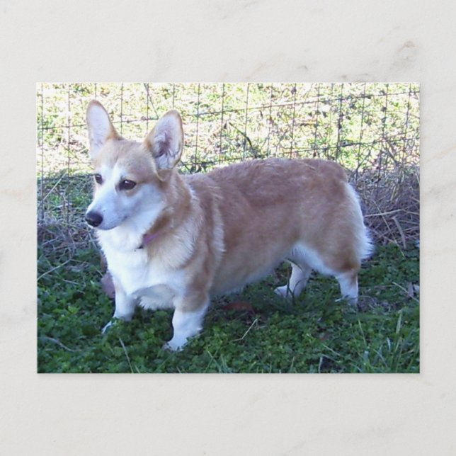 Postal Pembroke Welsh Corgi (Anverso)