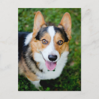 Postal Pembroke Welsh Corgi