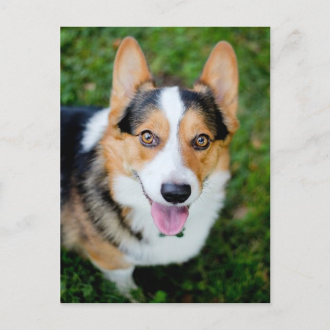 Postal Pembroke Welsh Corgi (Anverso)
