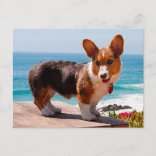 Postal Pembroke Welsh Corgi cachorro de pie sobre la mesa