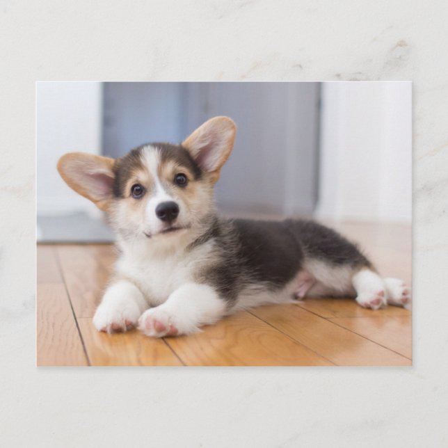 Postal Pembroke Welsh Corgi Puppy (Anverso)