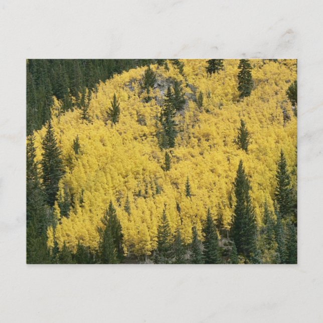 Postal Pendiente de Oro (Anverso)