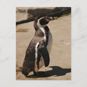 Postal Penguin en Blairdrummond